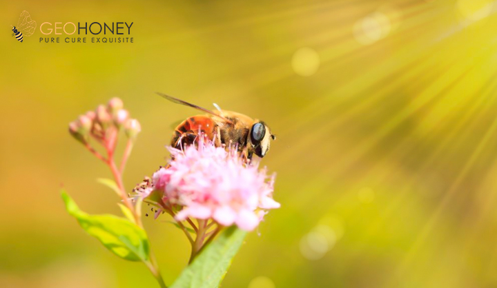 Extreme Heat Conditions – A Buzzkill For Bees Threatening Their Fertility